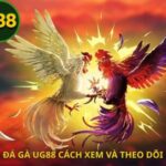 Đá gà UG88 cách xem và theo dõi