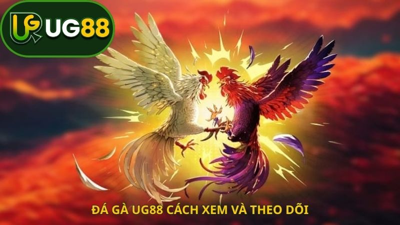 Đá gà UG88 cách xem và theo dõi
